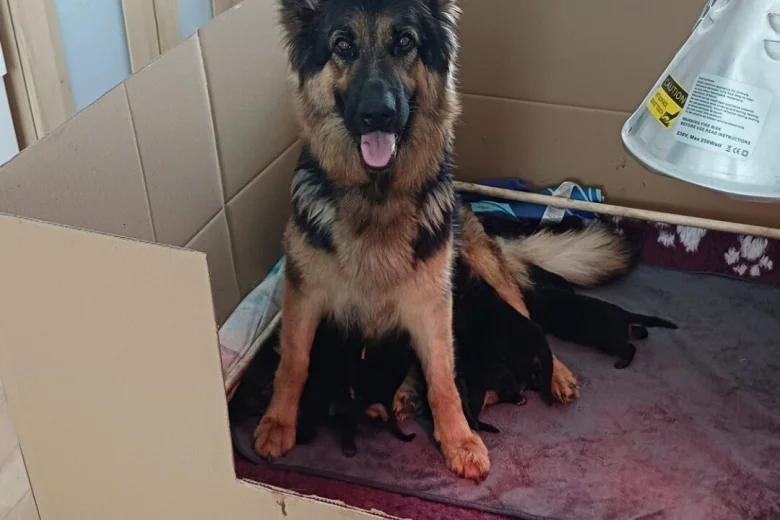 German Shepherd (Alsatian)