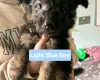 German Shepherd (Alsatian)