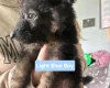 German Shepherd (Alsatian)