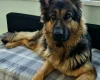 German Shepherd (Alsatian)