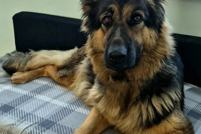 German Shepherd (Alsatian)