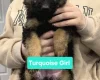 German Shepherd (Alsatian)