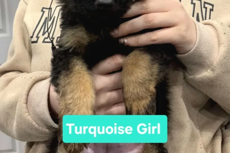 German Shepherd (Alsatian)
