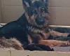 German Shepherd (Alsatian)