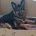 German Shepherd (Alsatian)