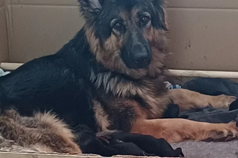 German Shepherd (Alsatian)
