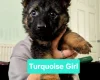 German Shepherd (Alsatian)