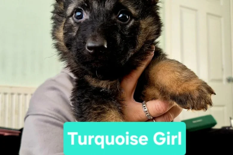 German Shepherd (Alsatian)