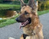 German Shepherd (Alsatian)