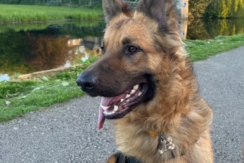 German Shepherd (Alsatian)