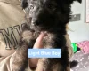 German Shepherd (Alsatian)