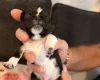 Pug