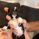 Pug
