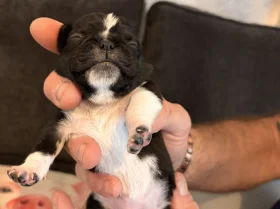 Pug