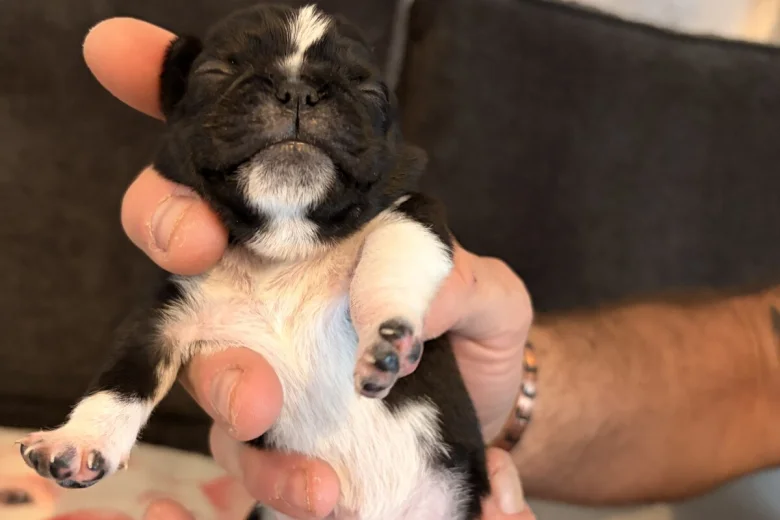 Pug