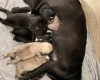 Pug
