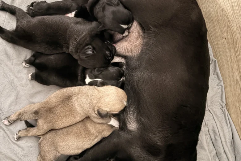 Pug