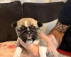 Pug