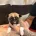 Pug