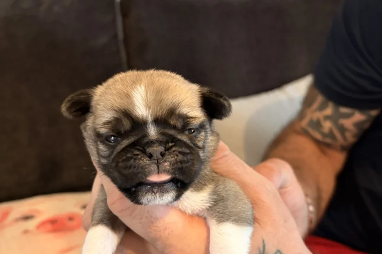 Pug