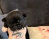 Pug