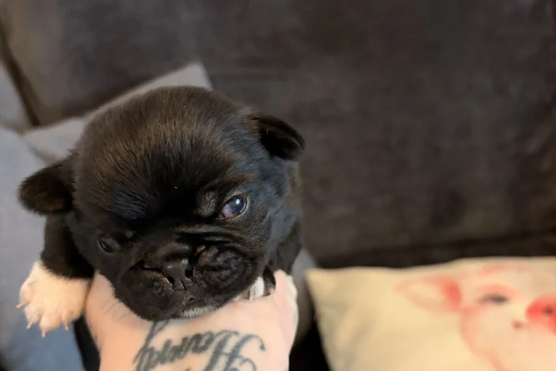 Pug