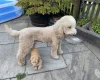 Labradoodle