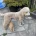 Labradoodle