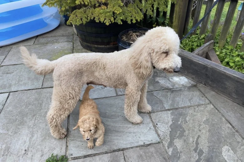 Labradoodle