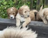 Labradoodle