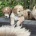 Labradoodle