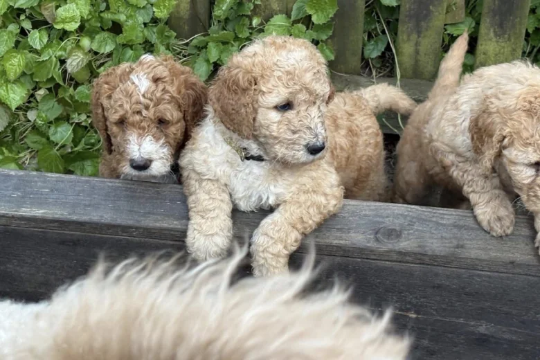 Labradoodle