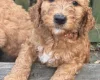 Labradoodle