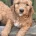 Labradoodle
