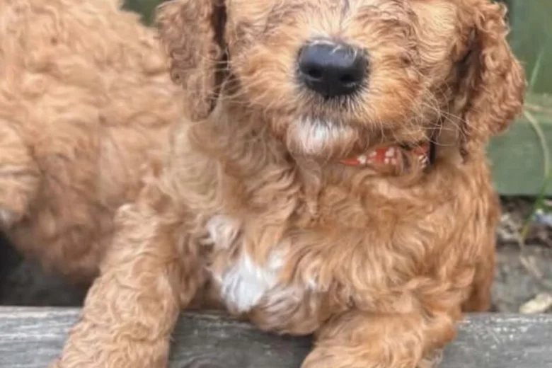 Labradoodle