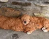 Labradoodle