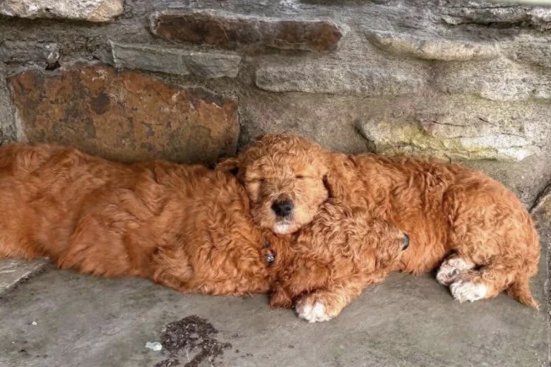 Labradoodle