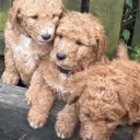 Labradoodle