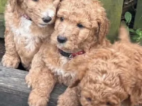 Labradoodle