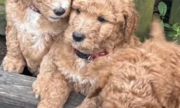 Labradoodle