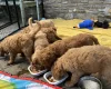 Labradoodle