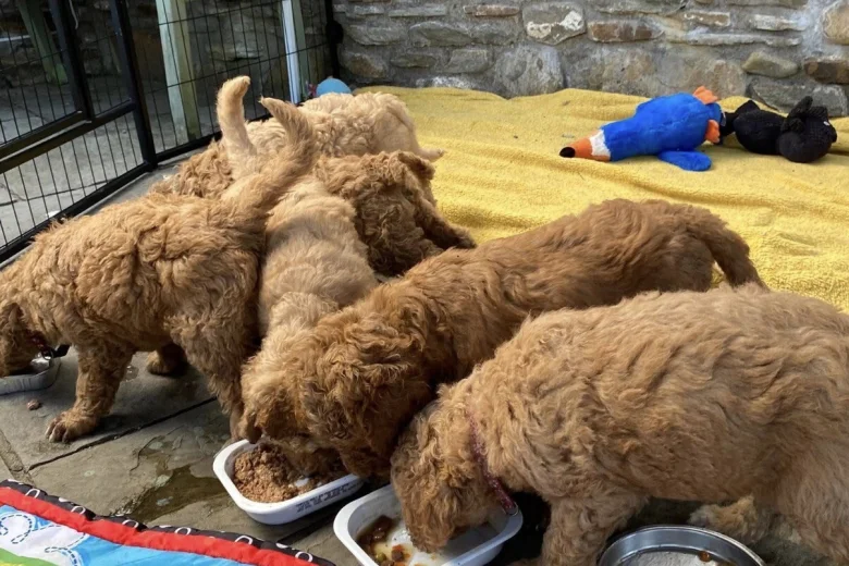 Labradoodle