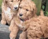 Labradoodle
