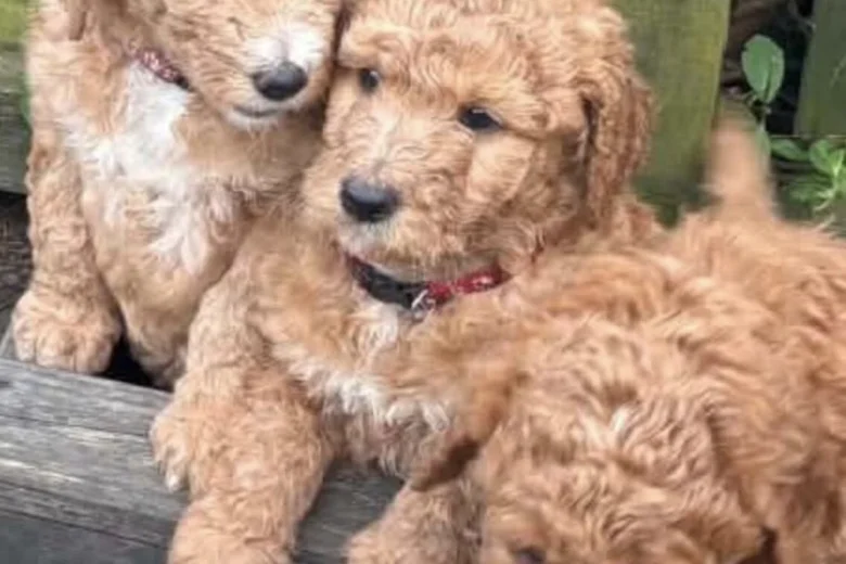 Labradoodle