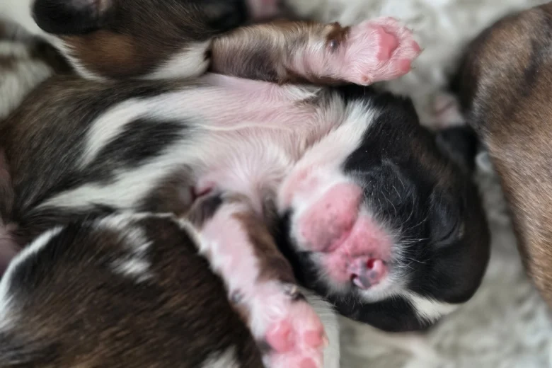 Shih Tzu