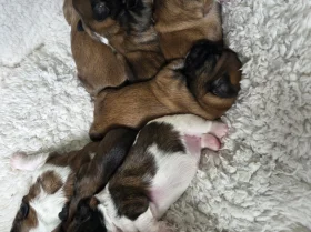 Shih Tzu