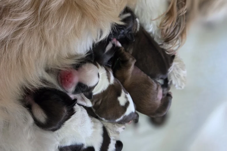 Shih Tzu