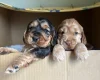 Cocker Spaniel (Show)