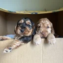 Cocker Spaniel (Show)