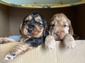 Cocker Spaniel (Show)